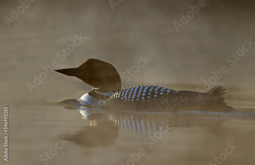 Common Loon (Gavia immer) swimming on a reflective coloured lake in Ontario, Canada photo