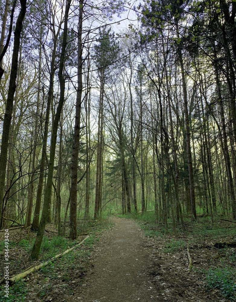 Fototapeta premium path in the woods