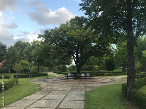 benches and big trees in the park