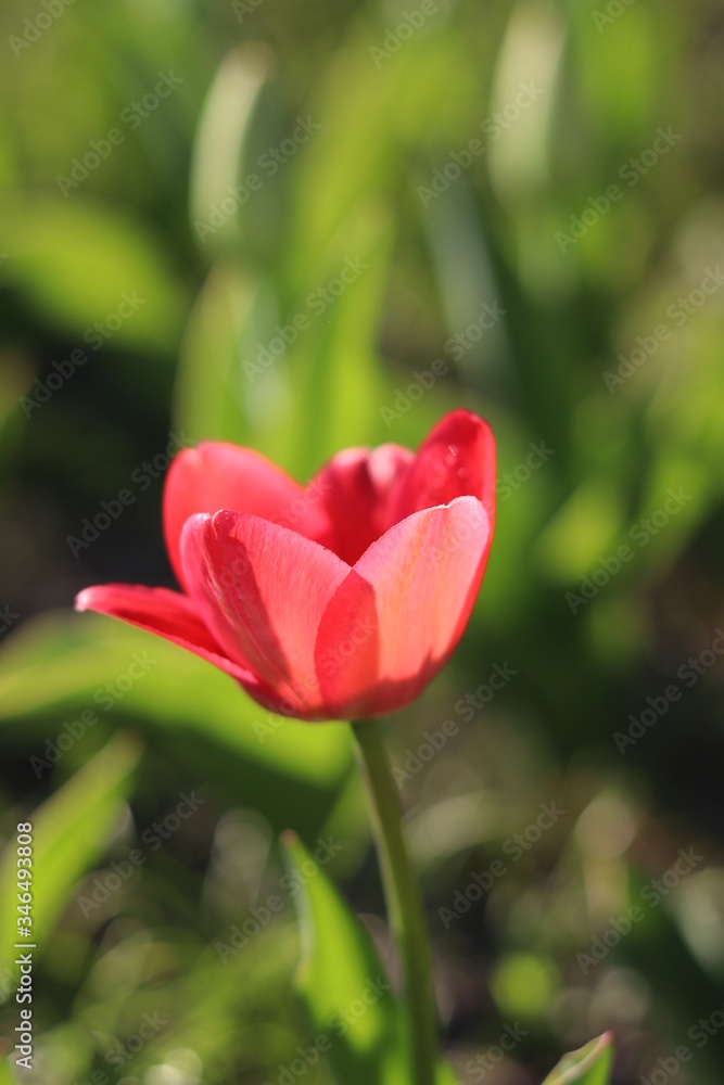 red tulip on a green background garden