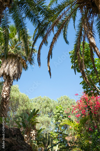 Wallpaper Mural Botanischer Garten, tropisch, Urlaub, Palmen, Paradies, Fuerteventura, Kanaren, Gran Canaria, Hawaii Torontodigital.ca