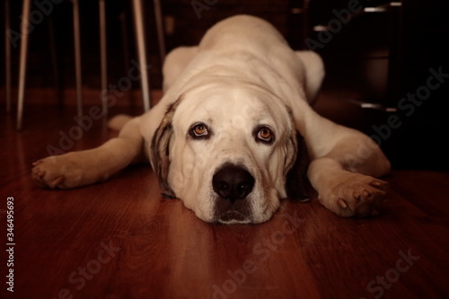 An Alano Mastiff lying on the living room floor at home