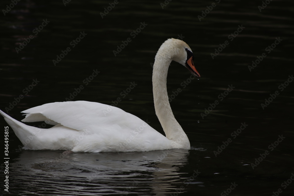 Fototapeta premium Schwan am Rhein