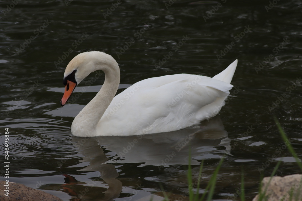 Fototapeta premium Schwan am Düsseldorfer Ufer
