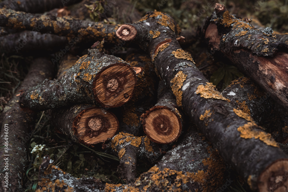 Sawn wood is lying on the ground. Branches of a felled tree for a fire. Wood boards. Sawn wood is lying on the ground. Branches of a felled tree for a fire. Wood boards.