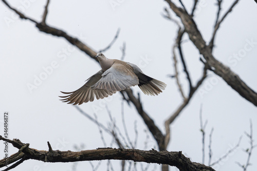 Foto Turtle dove flies flying into branches