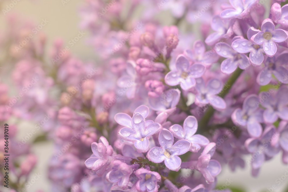 Spring lilac flowers in the early morning. Natural background. Spring lilac flowers in the early morning. Natural background.
