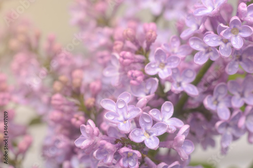 Spring lilac flowers in the early morning. Natural background.