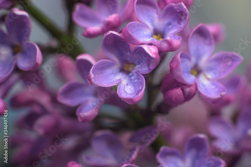 Spring lilac flowers in the early morning. Natural background. © miztanya