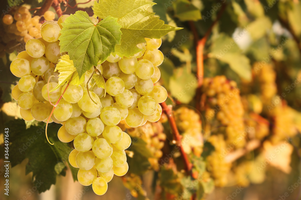 Fresh ripe juicy grapes growing on branches in vineyard, space for text Fresh ripe juicy grapes growing on branches in vineyard, space for text