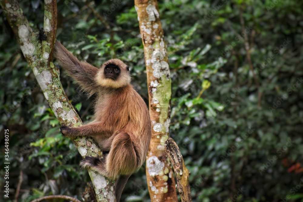 Obraz premium long tailed macaque