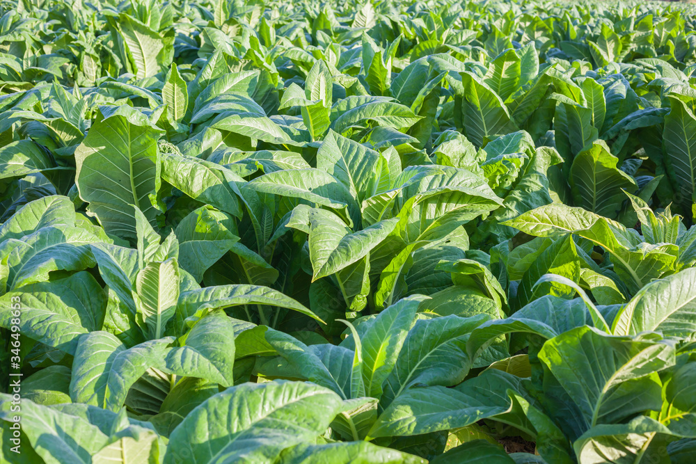 Tobacco farms Tobacco farms