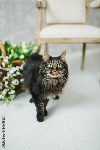 black furry cat on a background of tulips and Apple branches, with elements of a wicker basket on a light wall