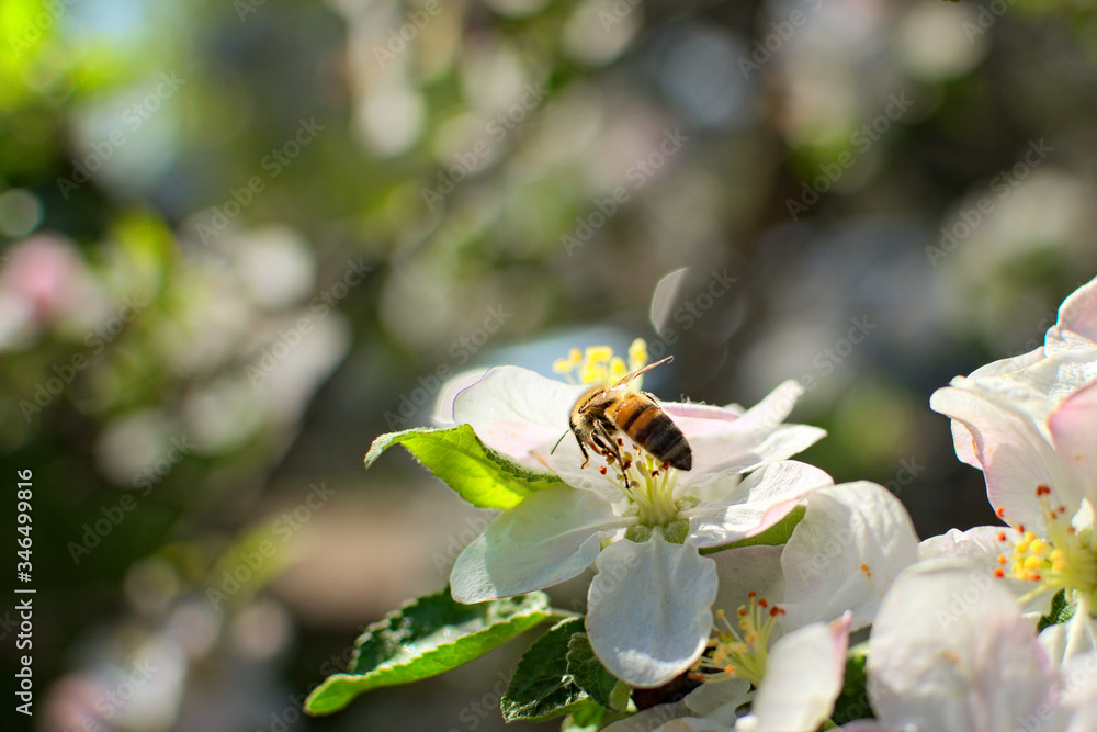 Gorgeous view of beautiful apple tree blossoms with busy bee. Bee is picking pollen from apple flower. Honeybee collecting pollen. Blurred branches in the background. Sunny day. Spring concept Gorgeous view of beautiful apple tree blossoms with busy bee. Bee is picking pollen from apple flower. Honeybee collecting pollen. Blurred branches in the background. Sunny day. Spring concept