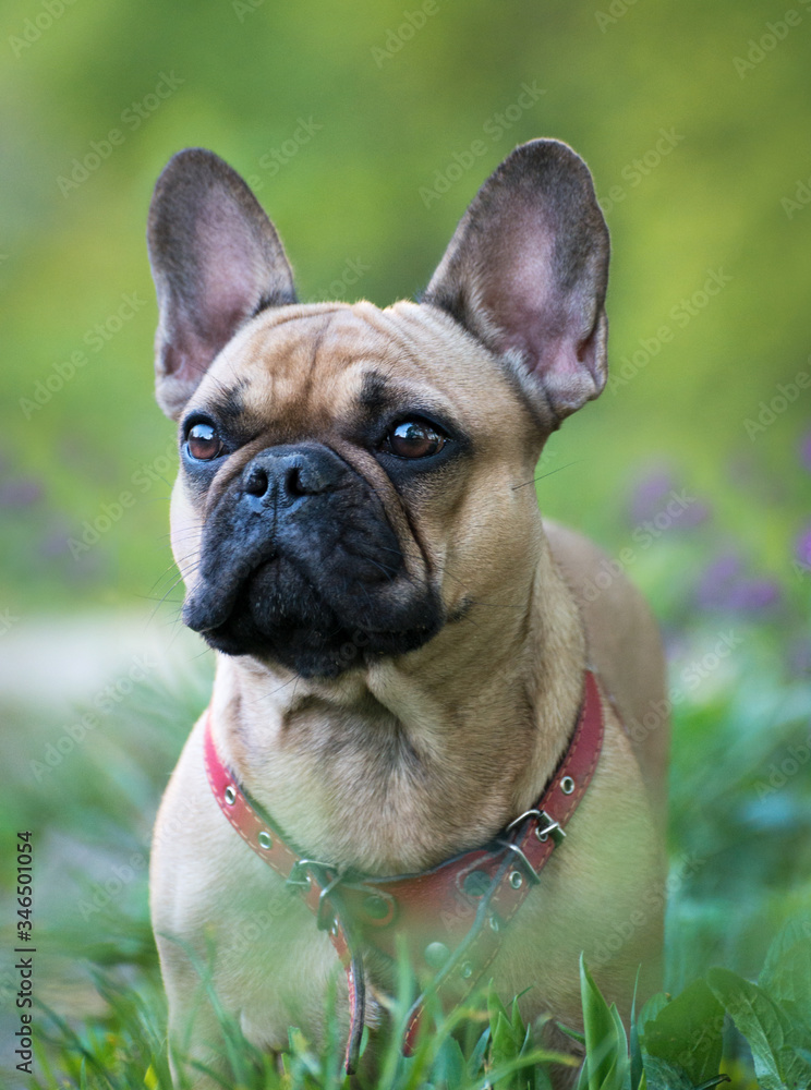 Adorable Fawn Colored French Bulldog in the Forest.