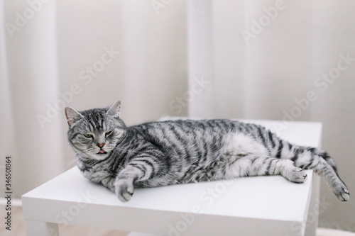 funny cat sleeping indoors. Home pet cute kitten cat close up photo. Cute Scottish straight cat lying at home. Cat Portrait. 
