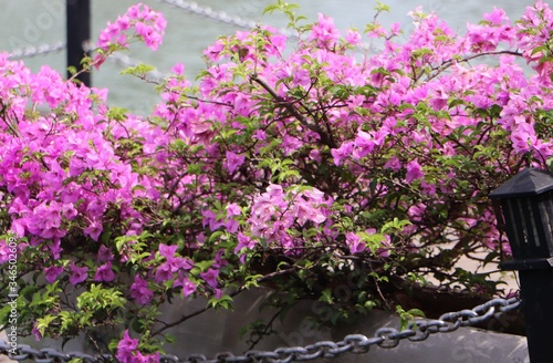 pink flowers in a garden