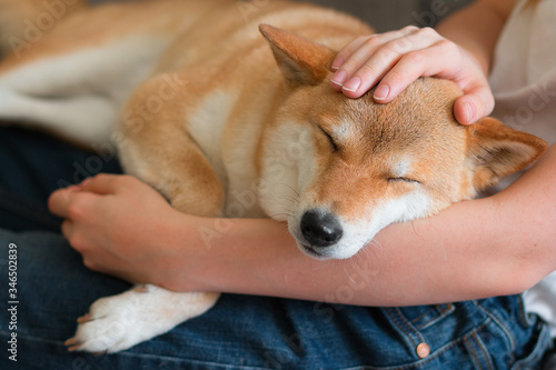 A woman petting a cute red dog Shiba inu, sleeping on her lap. Close-up. Happy cozy moments of life. Stay at home concept