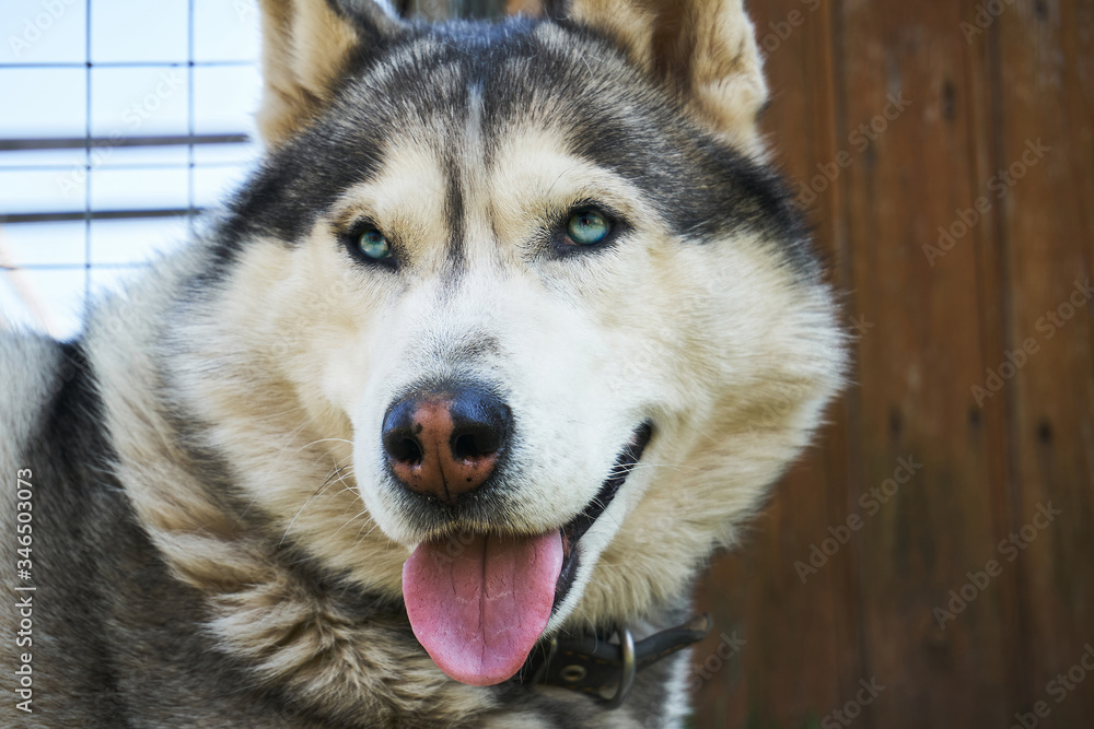 Husky dog sitting on the grass. Grey and white Siberian husky with blue eyes on a walk. Husky dog sitting on the grass. Grey and white Siberian husky with blue eyes on a walk.