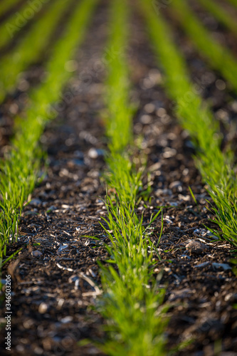 Young crops growing on a farm in Sussex on a sunny spring day