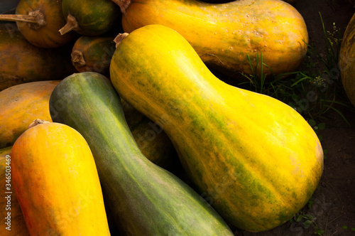 Yellow and green pumpkins close-up, top view.Autumn harvest of pumpkins.