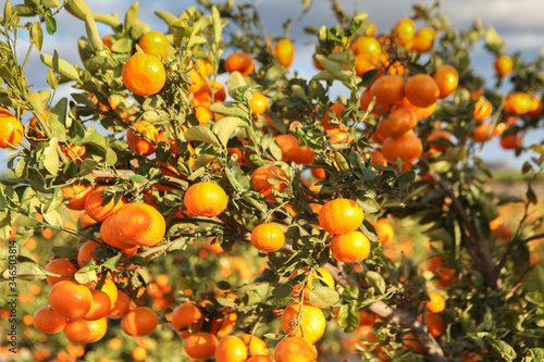 Oranges growing on a tree. Orange garden. Sunny day. Valencia, Spain