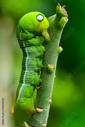 Close up large green caterpillar on a branch Looking for leaves to eat in the garden.