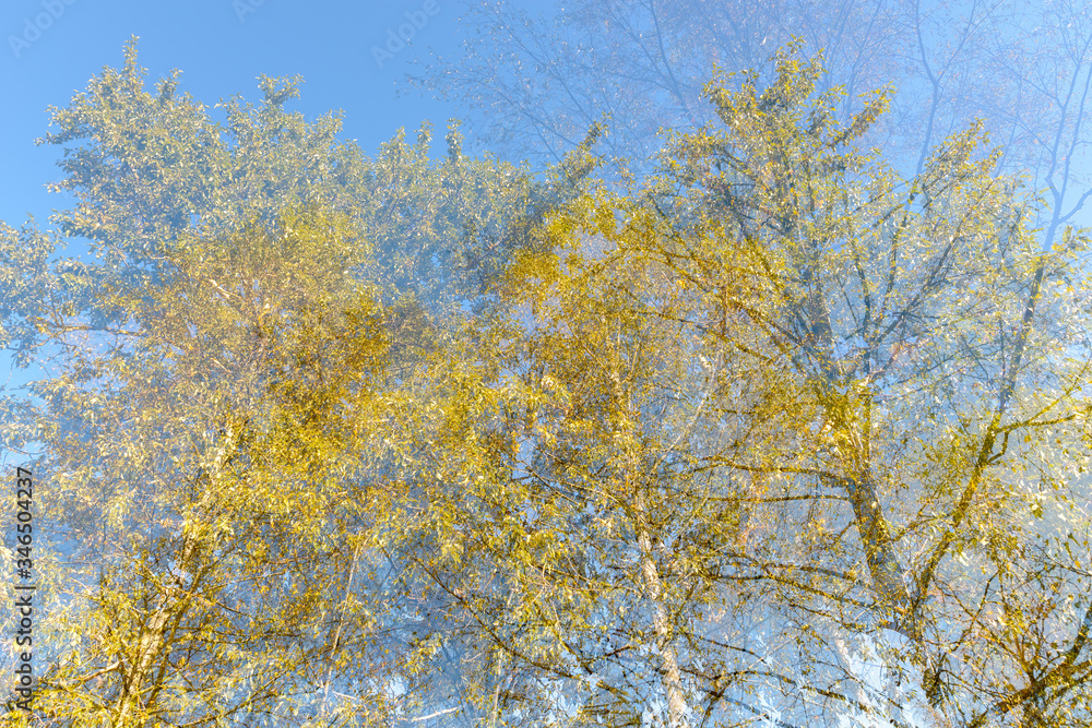 Double exposure of tall green trees overlaying each other against blue sky Double exposure of tall green trees overlaying each other against blue sky