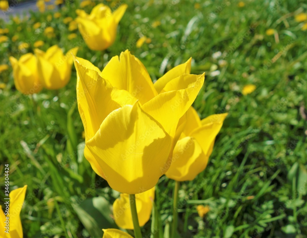 Yellow tulips in the garden. Yellow tulips in the garden.