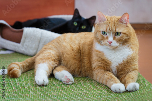 Two domestic cats are resting on the floor