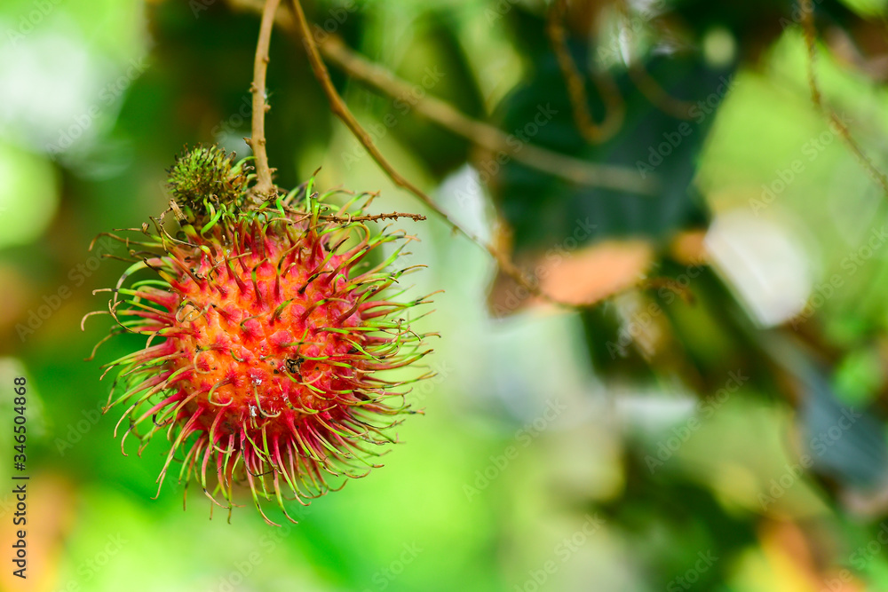 Selective Focus red rambutan on the tree, fresh fruit, colorful fruit. Selective Focus red rambutan on the tree, fresh fruit, colorful fruit.