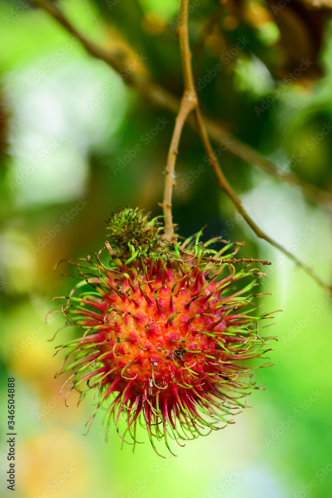 Selective Focus red rambutan on the tree, fresh fruit, colorful fruit. Selective Focus red rambutan on the tree, fresh fruit, colorful fruit.