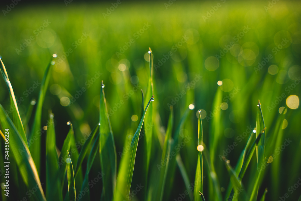 Fototapeta premium Morning dew drops in the grass