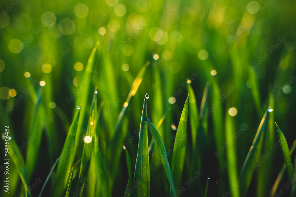 Morning dew drops in the grass