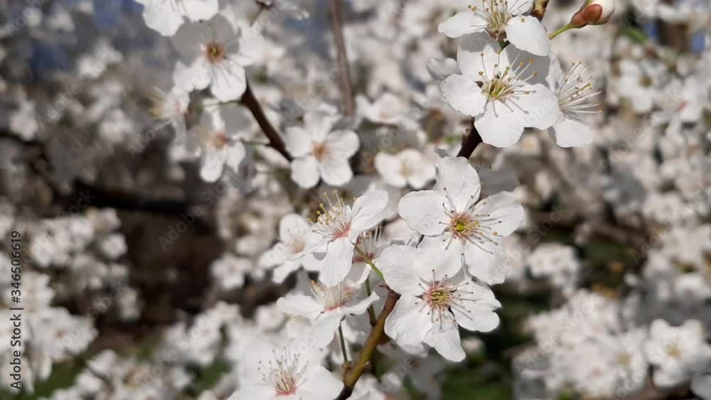 Blooming cherry on a sunny day. Spring landscape. Blooming cherry on a sunny day. Spring landscape.