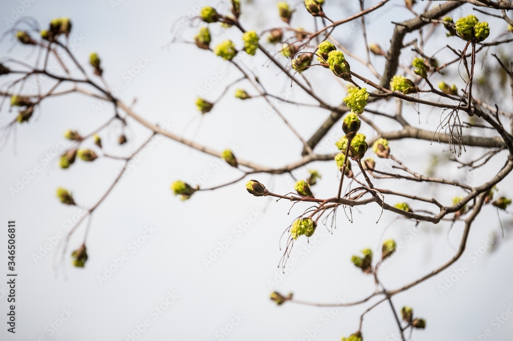 Fresh maple buds on branches against a light sky