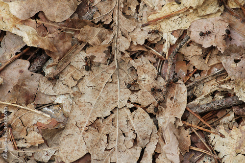 Brown ants on oak leaves. The background of the ground brown leaves.