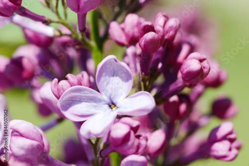 common lilac flowering in the garden in springtime © Carola Schubbel