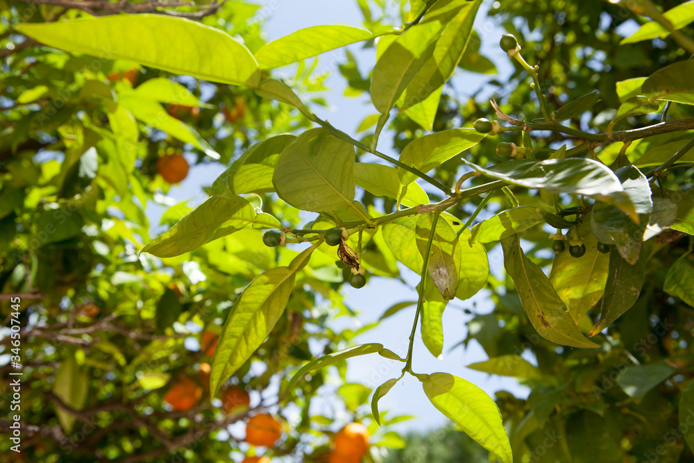 Green little oranges growing on a tree. Orange garden. Sunny day. Valencia, Spain Green little oranges growing on a tree. Orange garden. Sunny day. Valencia, Spain