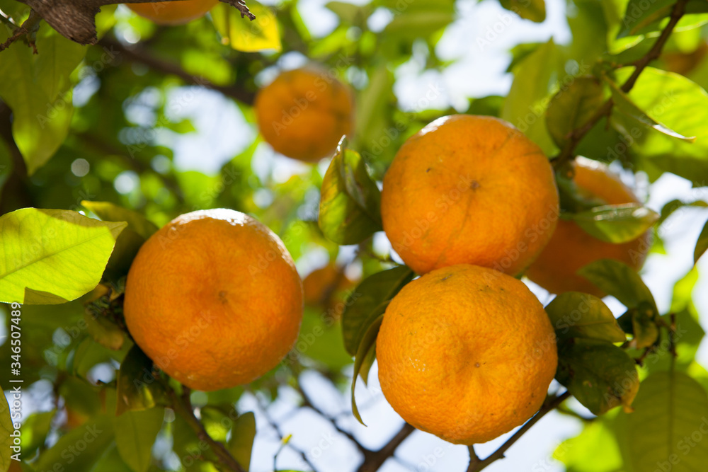 Oranges growing on a tree. Orange garden. Sunny day. Valencia, Spain