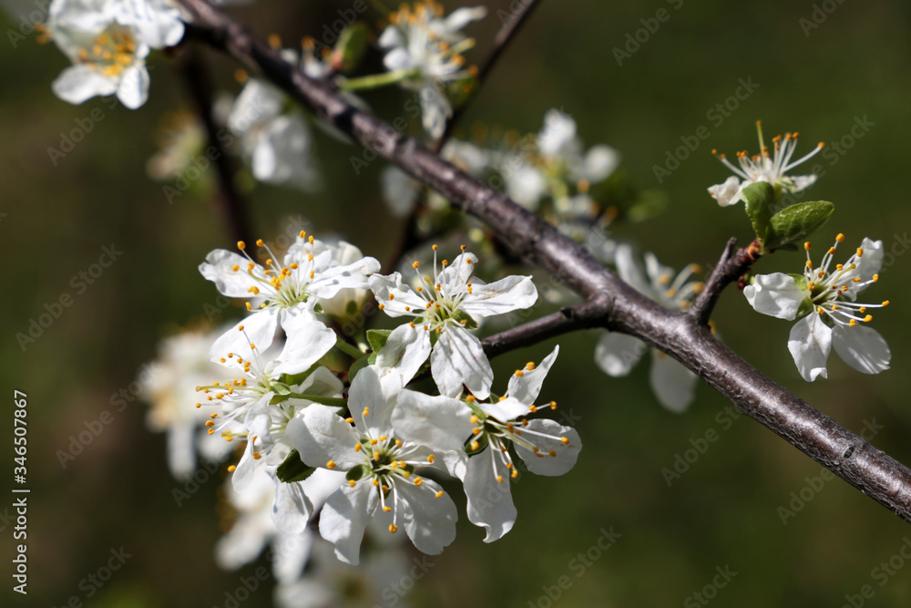 Cherry blossom in spring on green natural background. White flowers on a branch in a garden after rain, soft colors Cherry blossom in spring on green natural background. White flowers on a branch in a garden after rain, soft colors