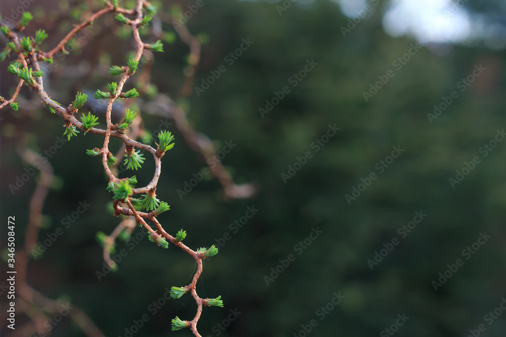 a fragile tiny young bright green sprouts on thin curly branches of a tree in an early spring