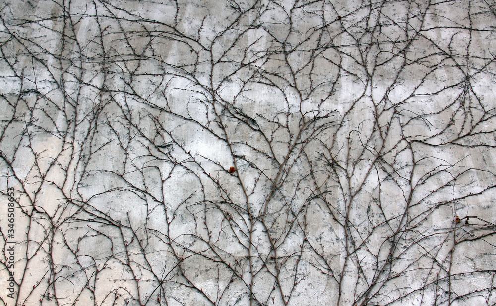 White distressed wall covered in ivy in spring White distressed wall covered in ivy in spring