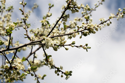 Cherry blossom in spring on background of blue sky with clouds. White flowers on a branch in a garden, soft colors
