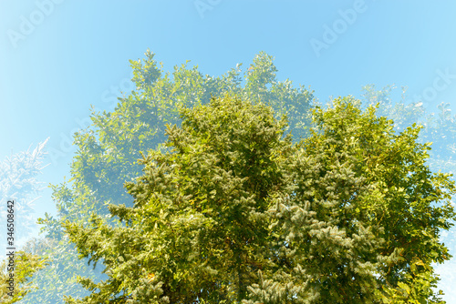 Double exposure of tall green trees overlaying each other against blue sky