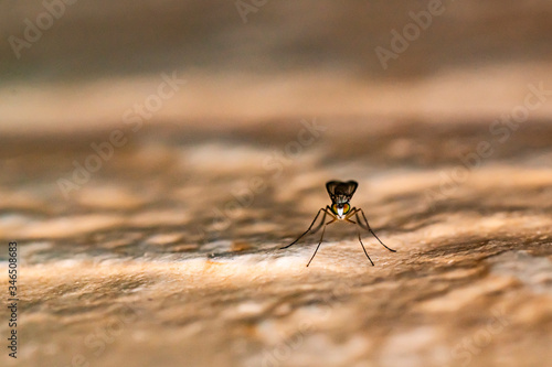 Mosquito perched on the wall of an urban garden near water tanks on a bright spring day