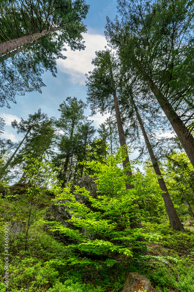 Fototapeta premium Wandern im Bayerischen Wald bei Bodenmais | Rißloch Urlaub