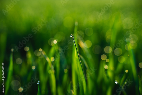 Morning dew drops in the grass