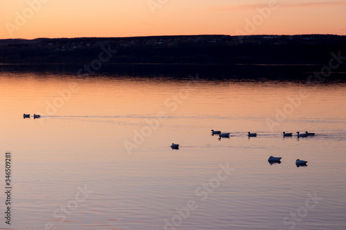 Snow geese in silhouette swimming or resting in the St. Lawrence River just before sunrise, with the Island of Orleans seen in silhouette from Sainte-Anne-de-Beaupré, Quebec, Canada © Anne Richard