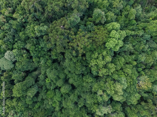 Top view of tropical forest with green trees in southern Brazil © Xico Putini